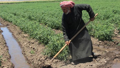حكومة النظام تطلق مشروع الإستراتيجية الوطنية للتنمية الزراعية