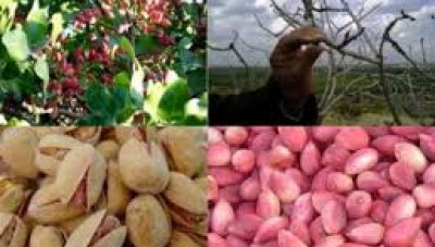  80 ألف طن إنتاج سوريا المتوقع من الفستق الحلبي هذا العام 