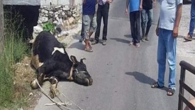 الجدري يواصل الفتك بأبقار طرطوس ومؤسسات النظام تقف عاجزة عن العلاج