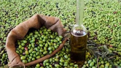غرفة زراعة النظام في دمشق تتوقع انخفاض سعر تنكة الزيت إلى 30 ألف ليرة