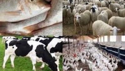 النظام يكشف عن فقدان نصف الثروة الحيوانية في سوريا خلال الحرب