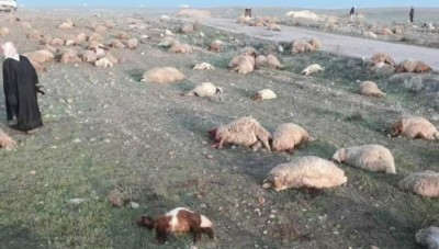 مقتل 4 مدنيين ونفوق ما يقارب 400 رأس غنم في هجوم مسلح شرقي حماة