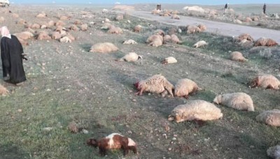 مسلحون مجهولون يخطفون  بعض الرعاة ويقتلون  80 رأساً من الأغنام ببادية الرقة