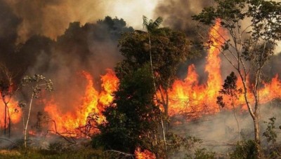 الحرائق تلتهم مساحات واسعة من الغابات الحراجية بريف حمص