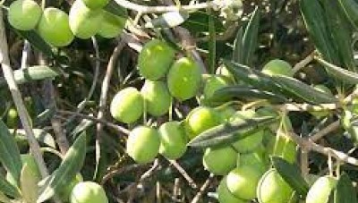 الزراعة في حكومة النظام تعلن عن موعد مبكر لقطاف الزيتون ...تعرف إلى السبب