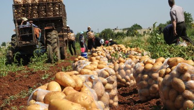 حكومة الأسد  توقف تصدير البطاطا لفترة قصيرة 