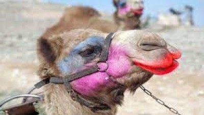 بسبب البوتوكس استبعاد 40 ناقة من المنافسة على لقب ملكة جمال الإبل في السعودية