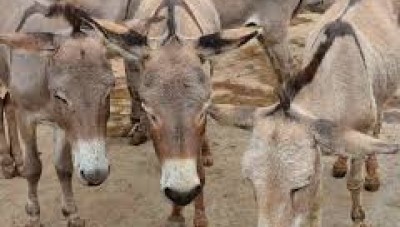بهدف التصدير ...العثور على حمير مذبوحة ومسلوخة في دولة عربية