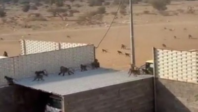 معركة حامية بين قطيعين من القرود واقتحام أحد المنازل في منطقة سعودية