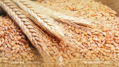 النظام يرفع سعر شراء القمح من الفلاحين 