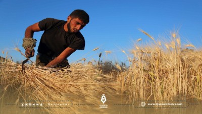 صراع بين قسد والنظام لشراء القمح في مناطق شرق سوريا