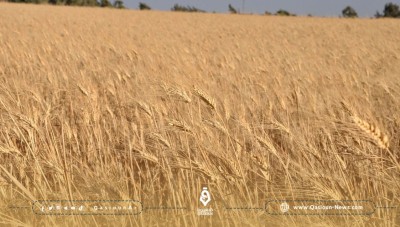 حكومة النظام تشكل لجان مهمتها مراقبة موسم الحصاد في دير الزور