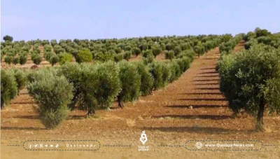 الصندوق الاستئماني يطلق مشروعا لدعم زراعة الزيتون شمال حلب