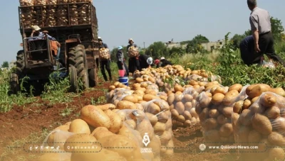 شركات هولندية توقف تصدير بذار البطاطا للنظام بسبب قانون قيصر