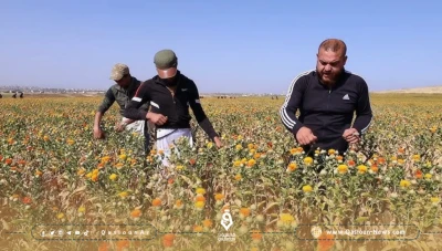 ريش العصفر أصبح مكسب للمزارعين السوريين