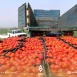 موسم البندورة يكبد المزارعين خسائر مالية في السويداء
