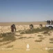داعش يعلن مسؤوليته عن 5 عمليات في دير الزور وحمص خلال الأسبوع الماضي