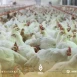 إغلاق عدد من المداجن في مناطق قوات قسـ.ـد بريف ديرالزور