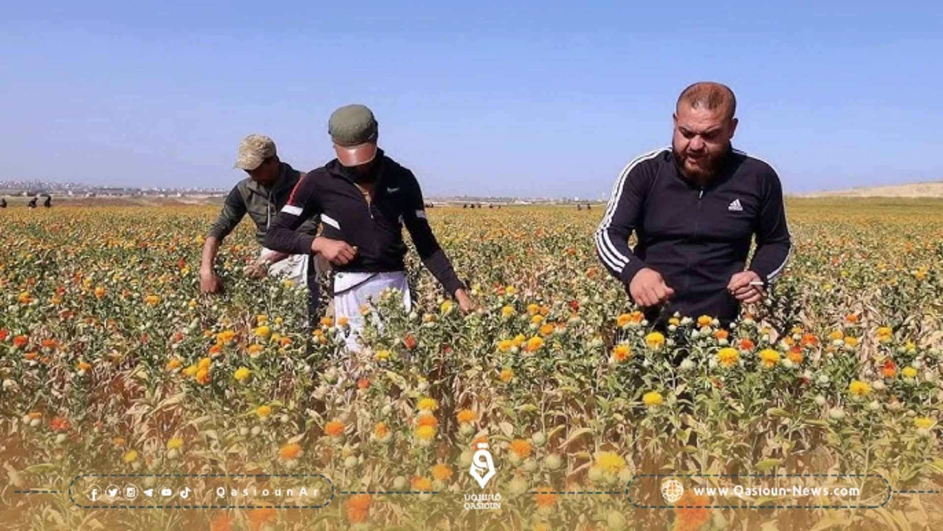 ريش العصفر أصبح مكسب للمزارعين السوريين